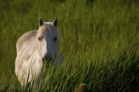 pferd-camargue 13154