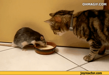 gif-cat-mouse-798409