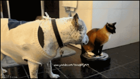 roomba-cat-vs-dog