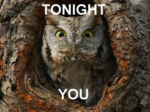 Bilder-Thread funny-awesome-animals-22