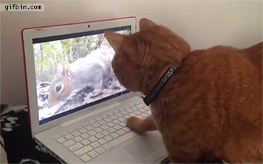 cat-watches-squirrel-on-laptop