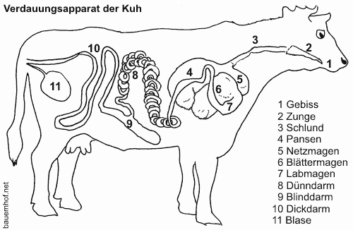 kuh verdauung