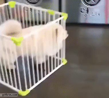 dog-moves-his-cage