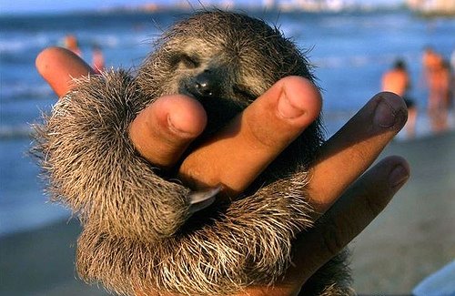 sloth-squeeze
