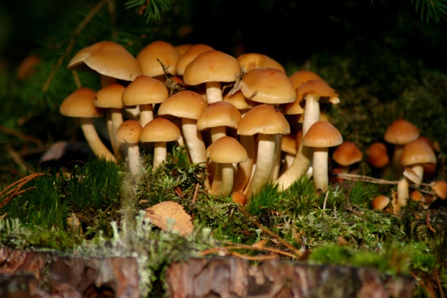 Bilder-Thread pilze
