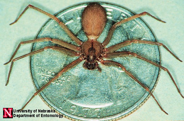 a brown recluse1 jpg.119627