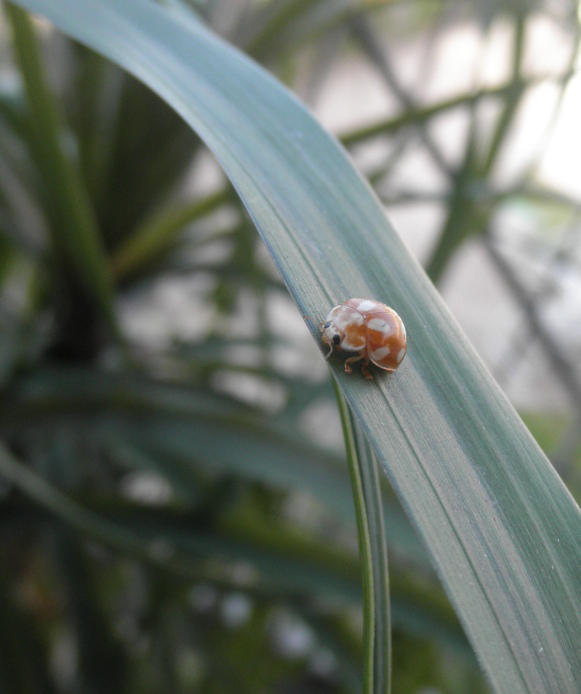 albino-ladybug