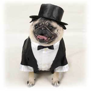 dog-clothes-tuxedo-1