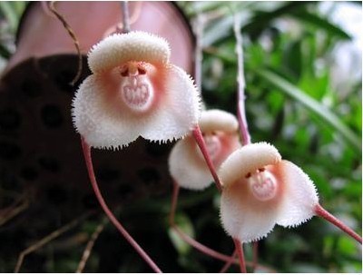 Flower-pots-planters-Beautiful-Monkey-fa
