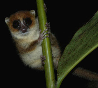 01 Madagaskar