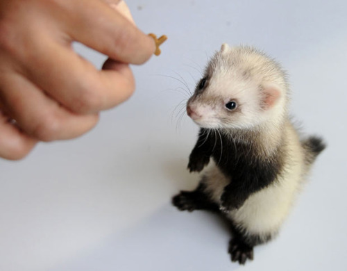 cute-baby-ferret