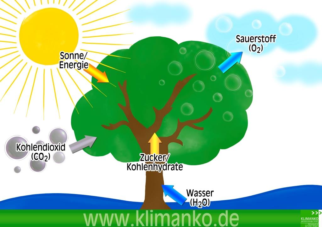Photosynthese-Klimanko