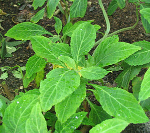 300px Salvia divinorum Herba de Maria.jp