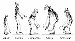 ape skeletons