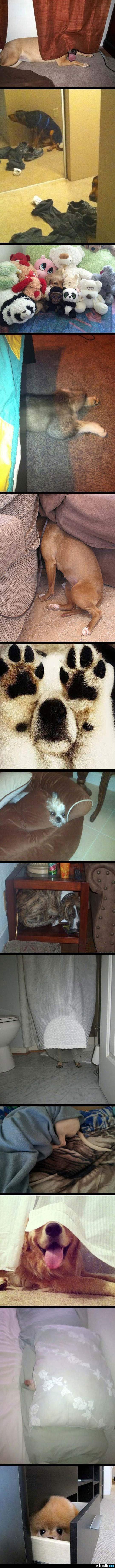 Bilder-Thread hunde-die-etwas-ausgefressen-haben