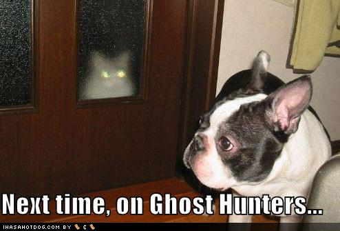 funny-dog-pictures-ghost-cat