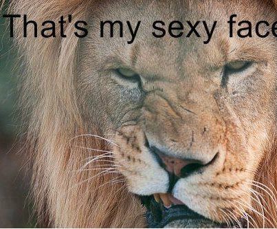 Bilder-Thread funny-animals