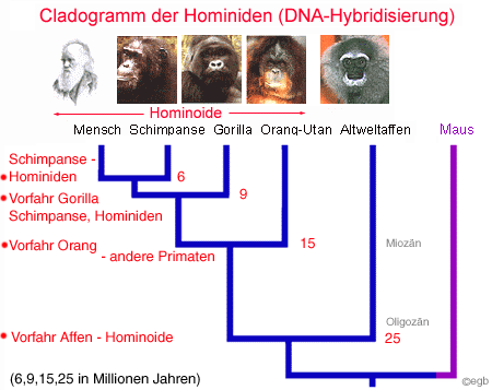 cladohum