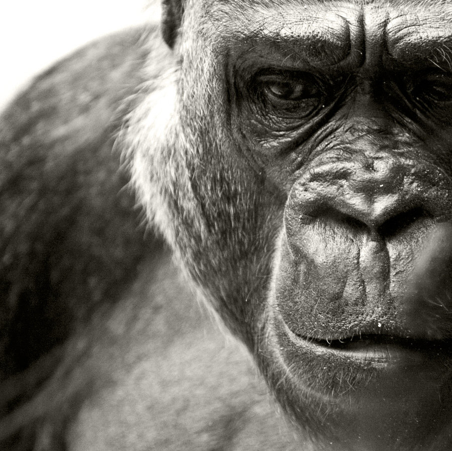 Bilder-Thread tfMMfer QFvgnw gorilla