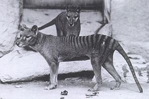 300px-Thylacinus