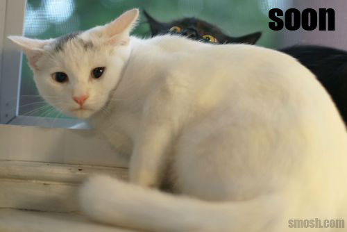 Bilder-Thread soon-cat-window