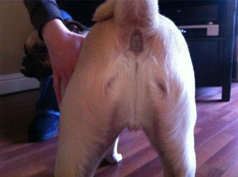 DOG-BUTT-JESUS-DO-YOU-SEE-JESUS-83276675