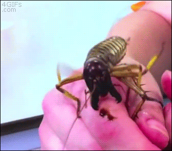 Fumos miese Spelunke Giant-bug-bites