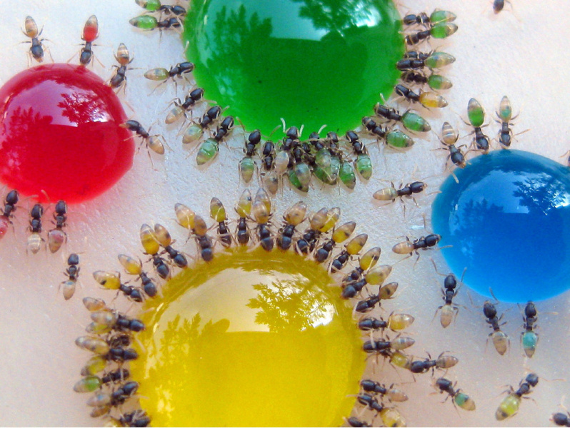 Bilder-Thread 978c6f translucent ants 2