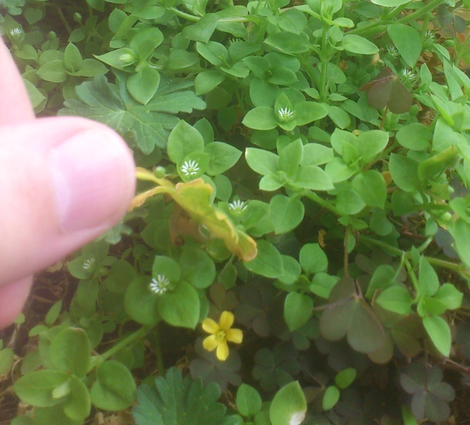 tiny.flowers