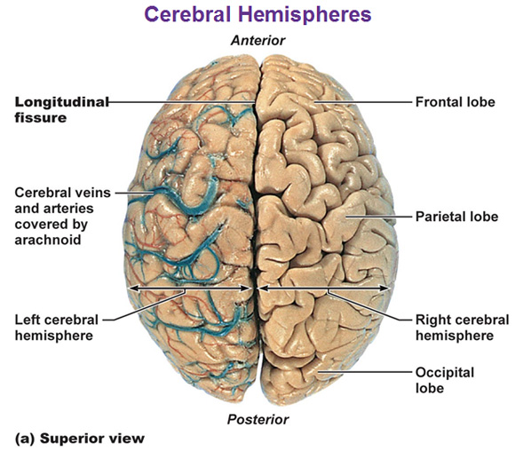 cerebral-hemispheres-longitudinal-fissur