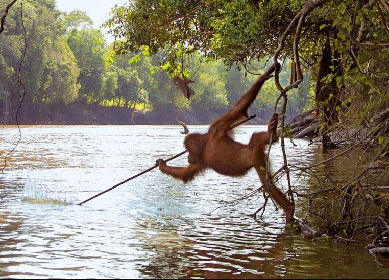 orangutanspearfishing