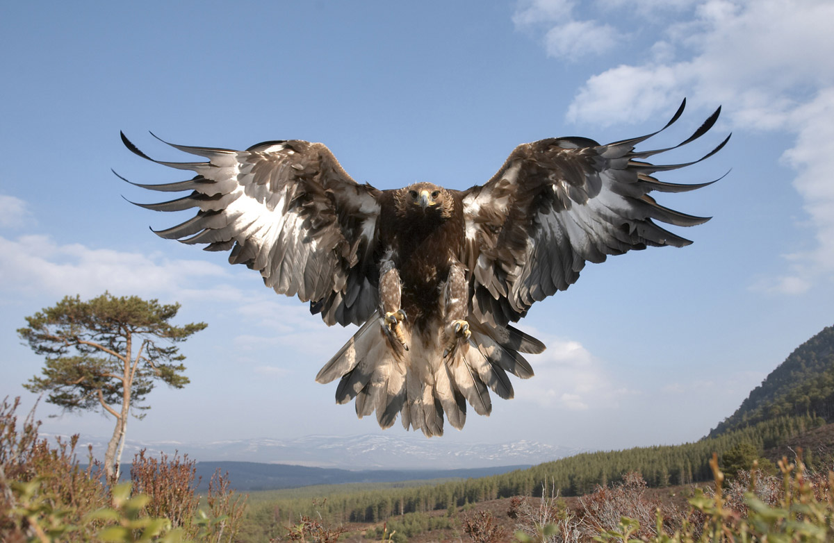 Bilder-Thread golden-eagle-021