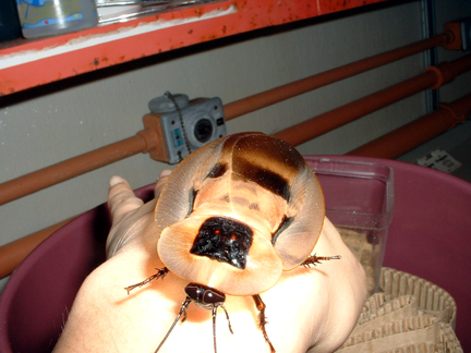 Giant Cockroach