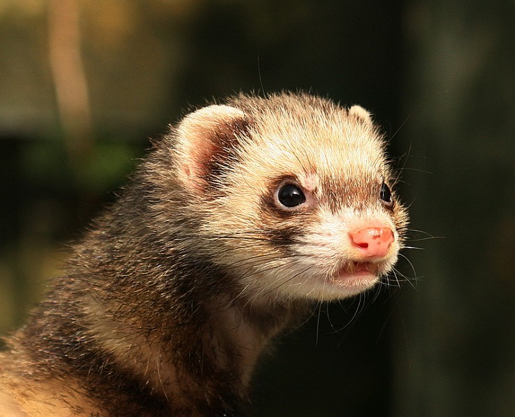 Bilder-Thread angry-ferret.jpeg