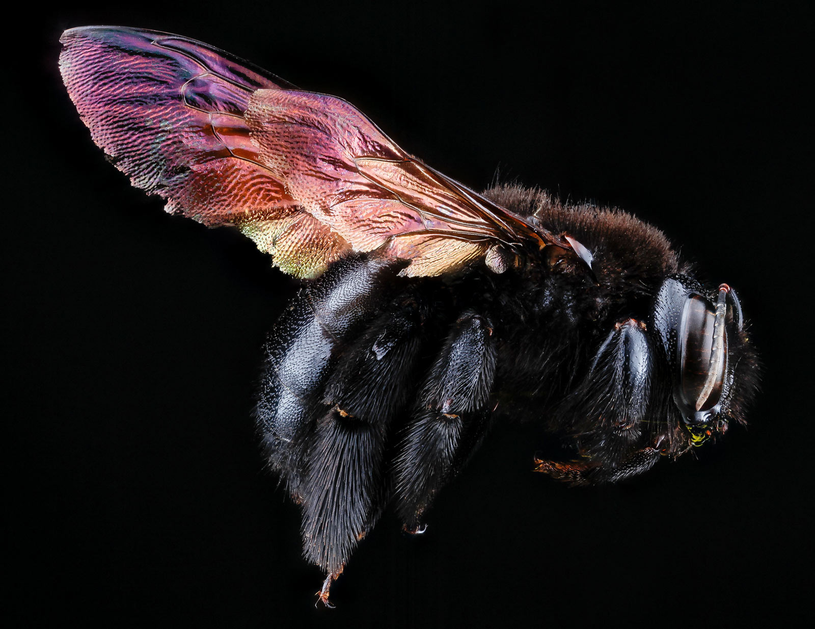 Bilder-Thread 1-carpenter-bee-1600