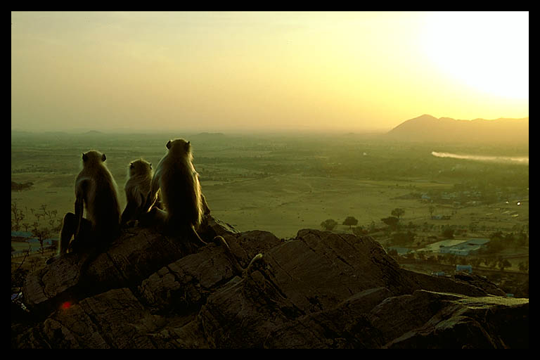 Bilder-Thread monkey2-102.3
