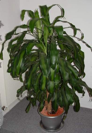 dracaena-fragrans-massangeana