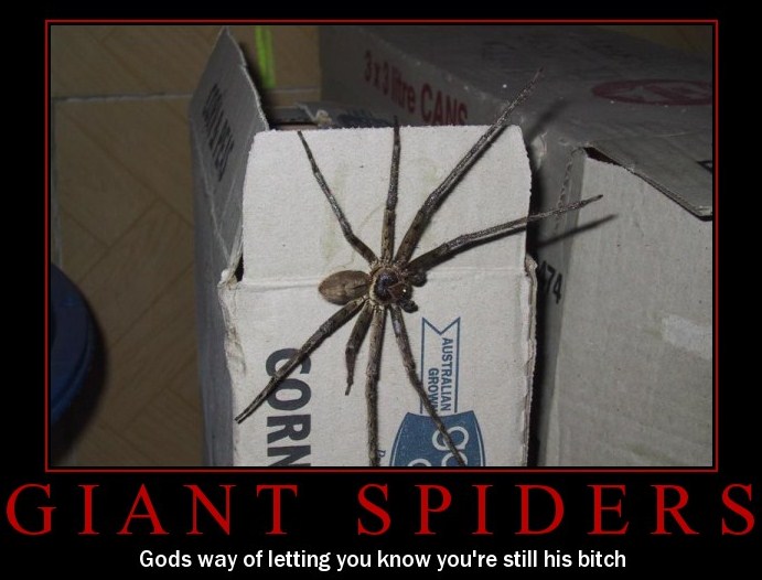 Bilder-Thread fear-of-giant-spiders