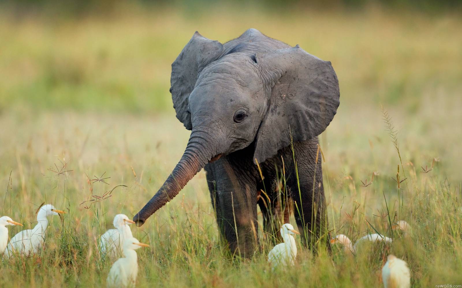 Bilder-Thread elephant