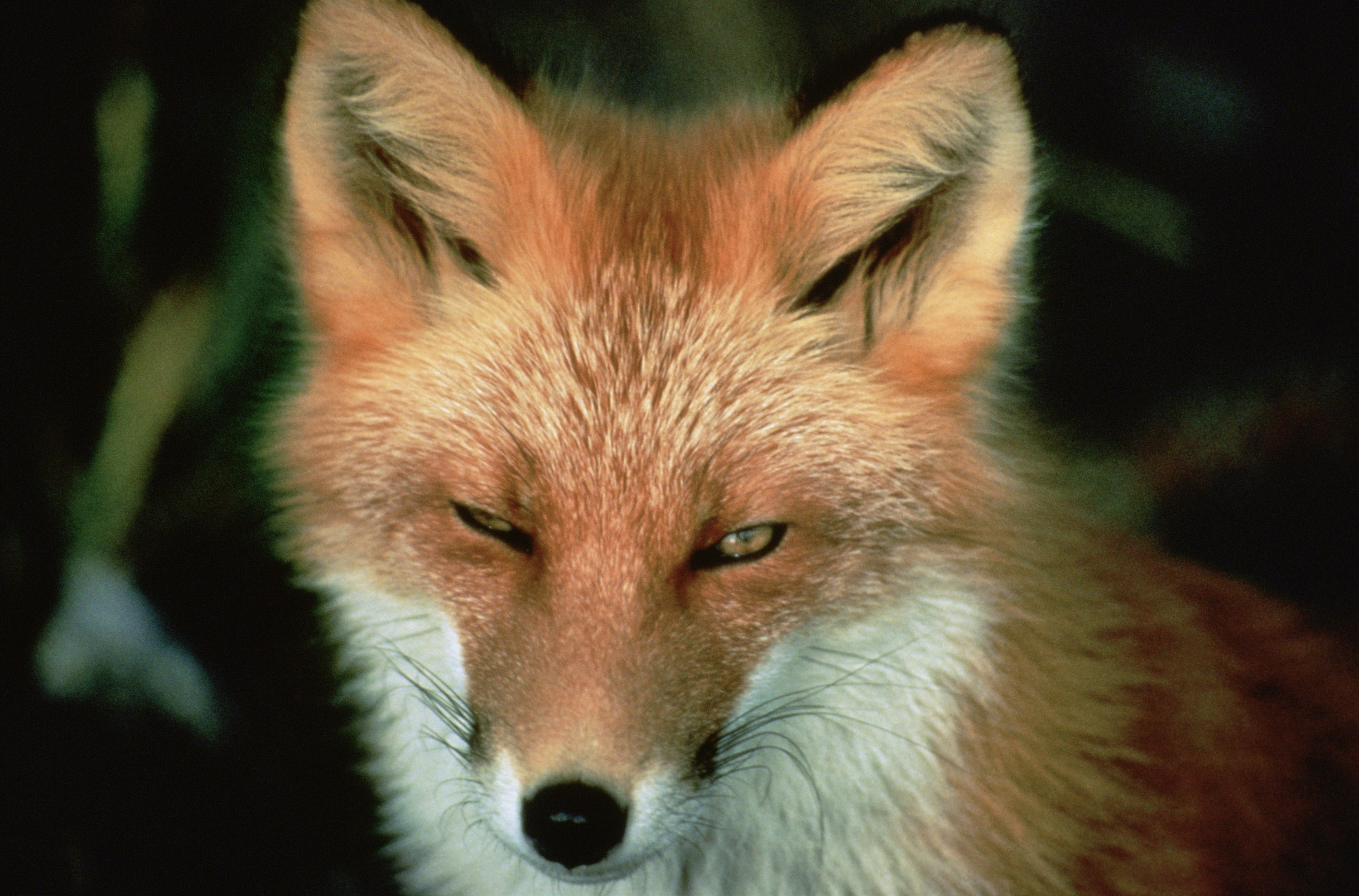 Bilder-Thread Vulpes vulpes face