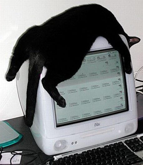 Bilder-Thread lustige-katzen-04