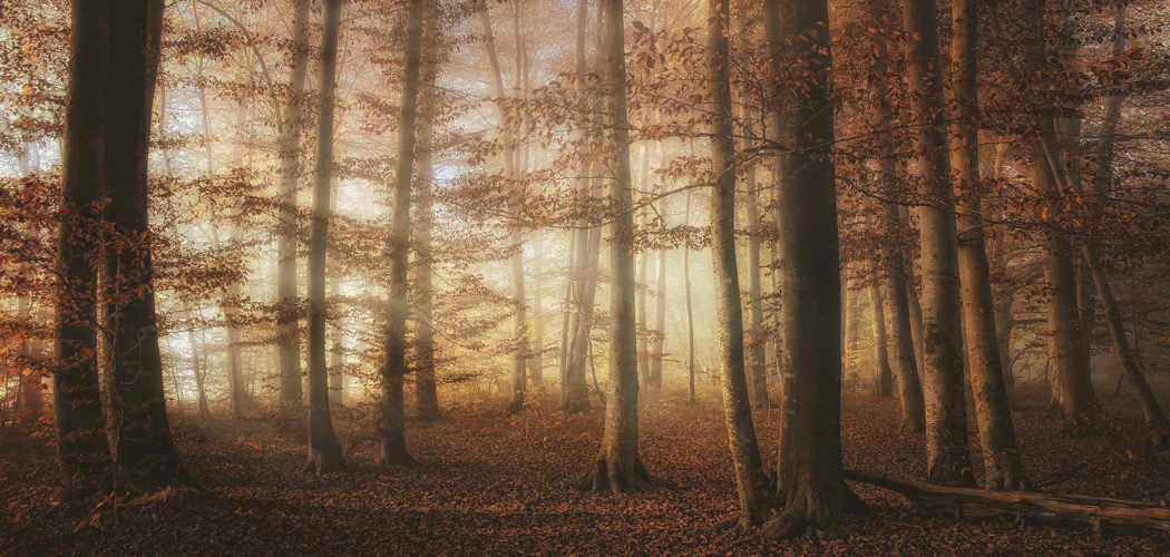 Bilder-Thread herbst-im-rotbuchenwald-835f374c-fbc2-4c