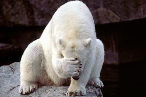 funny-facepalm-polar-bears--1523587-480x