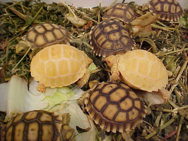 Albino20sulcata20and20heteros