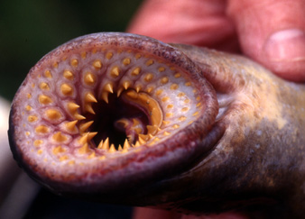 Bilder-Thread lamprey8