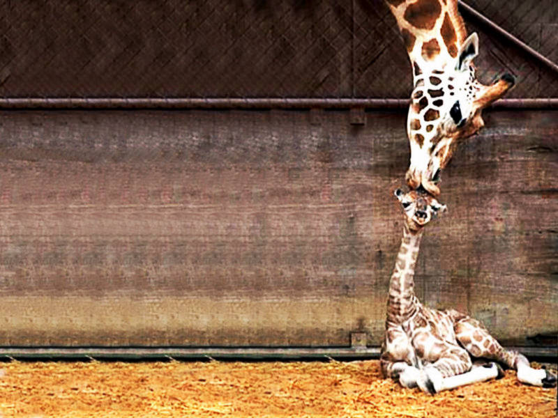 cute-baby-Giraffe-kiss