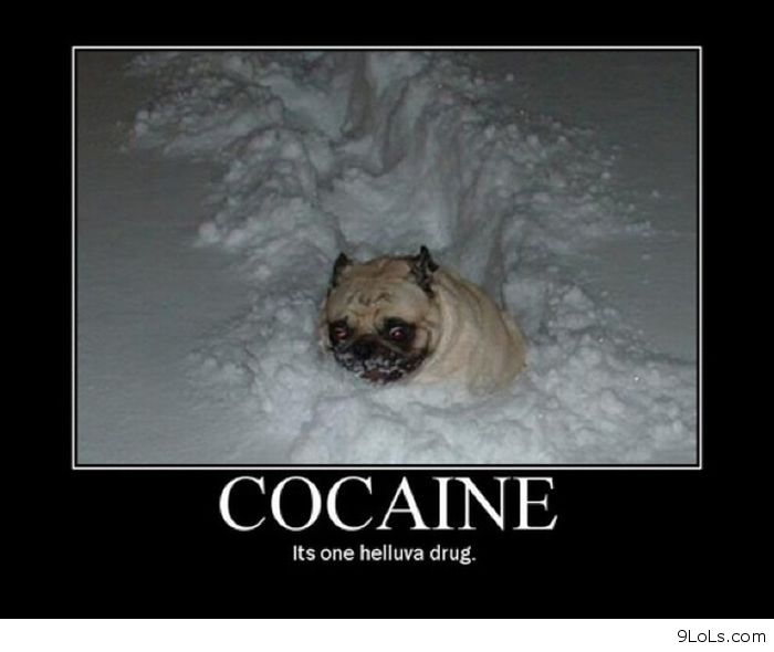 Bilder-Thread Funny-dog-captions original