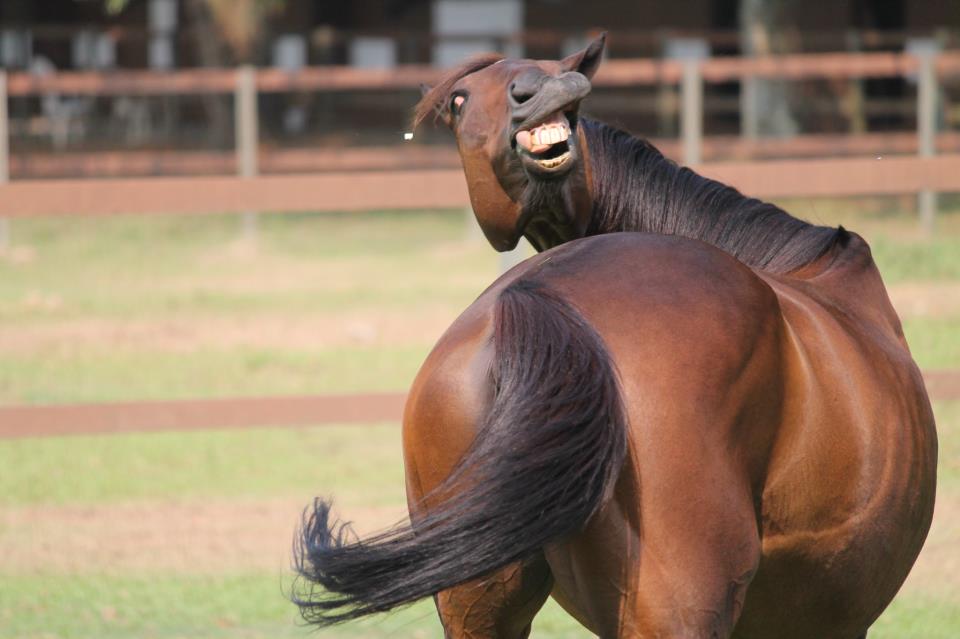 lol-ima-horse