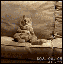 Couch cat dances