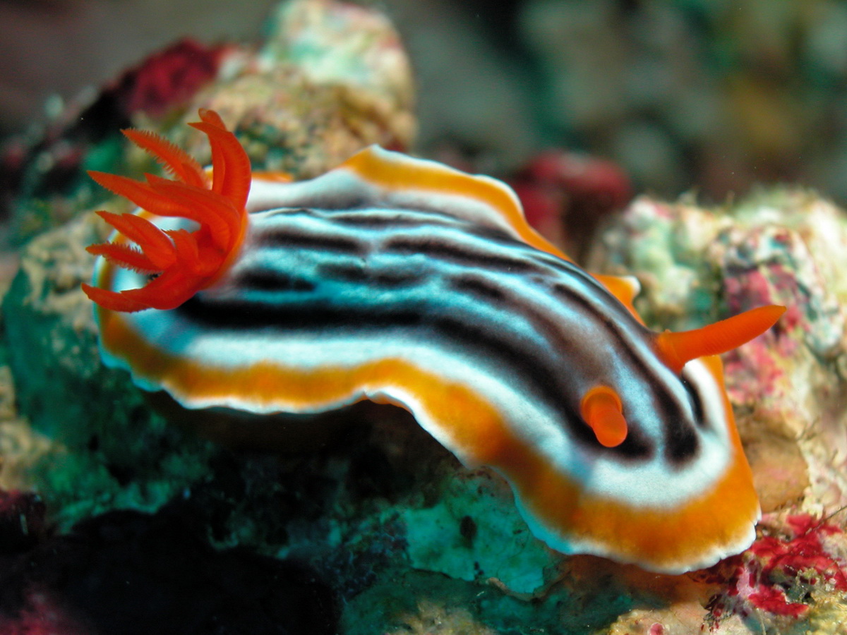 Die schönsten Tiere/Tierbilder der Welt Chromodoris-magnifica-4
